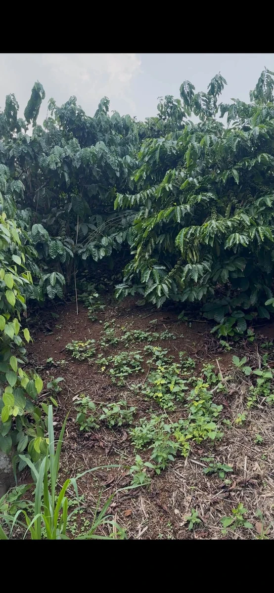 Bán đất cà phê 1.2ha Đắk Na Tân Thành - Ảnh thu nhỏ 3