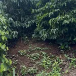 Bán đất cà phê 1.2ha Đắk Na Tân Thành - Ảnh thu nhỏ 3
