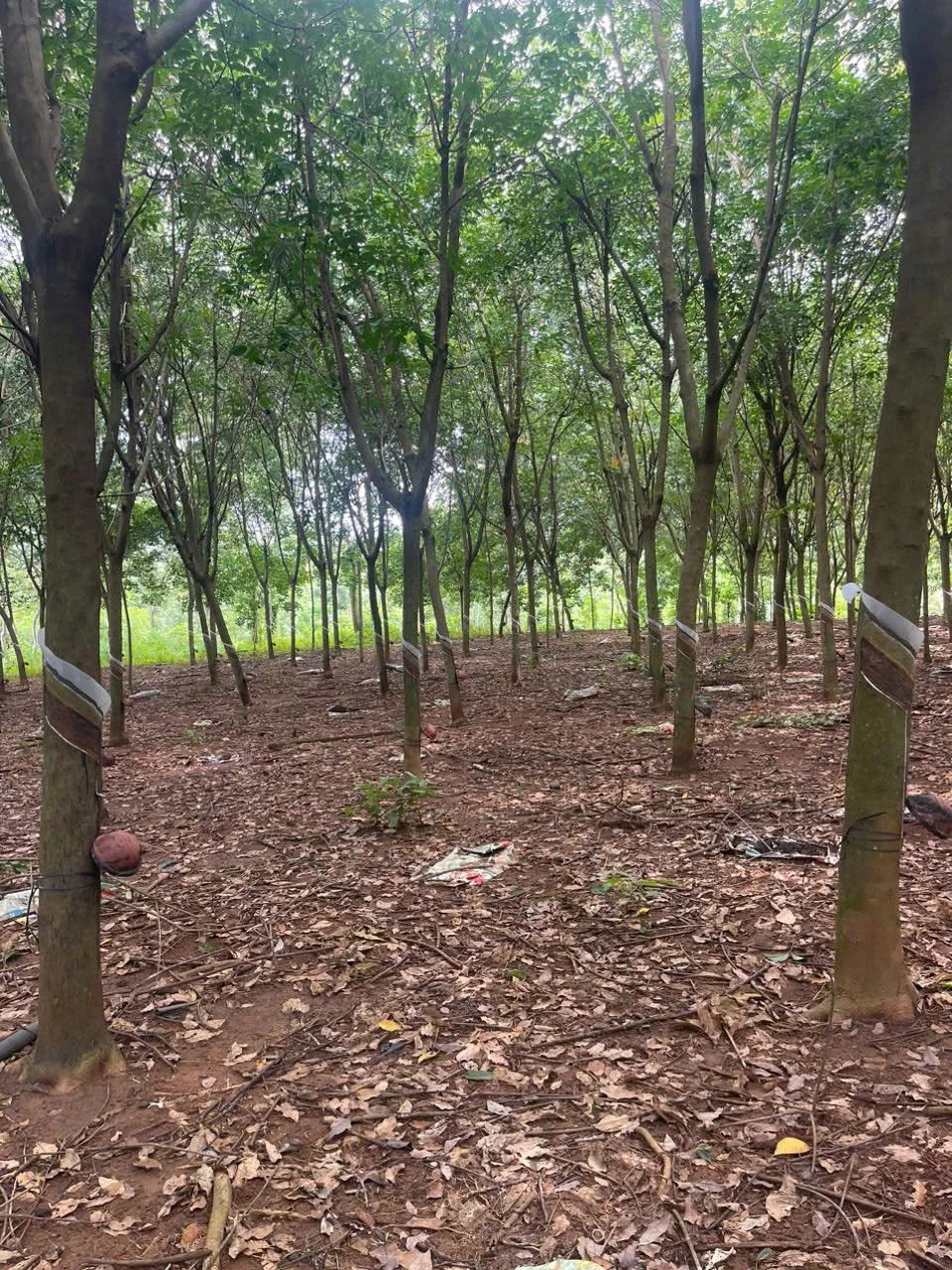 Bán nhà 200m² hơn 2 tỷ Thạnh An Bình Phước - Ảnh 1