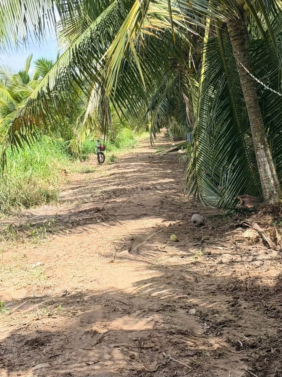 Bán đất vườn dừa 1 mẫu (10.000m²) Mỹ Chánh Hoà, giá 2,8 tỷ - Ảnh 1