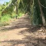 Bán đất vườn dừa 1 mẫu (10.000m²) Mỹ Chánh Hoà, giá 2,8 tỷ - Ảnh thu nhỏ 1