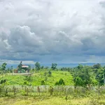 Bán 2 ha đất nông nghiệp đường 19/5, Bình Dương - Ảnh thu nhỏ 2