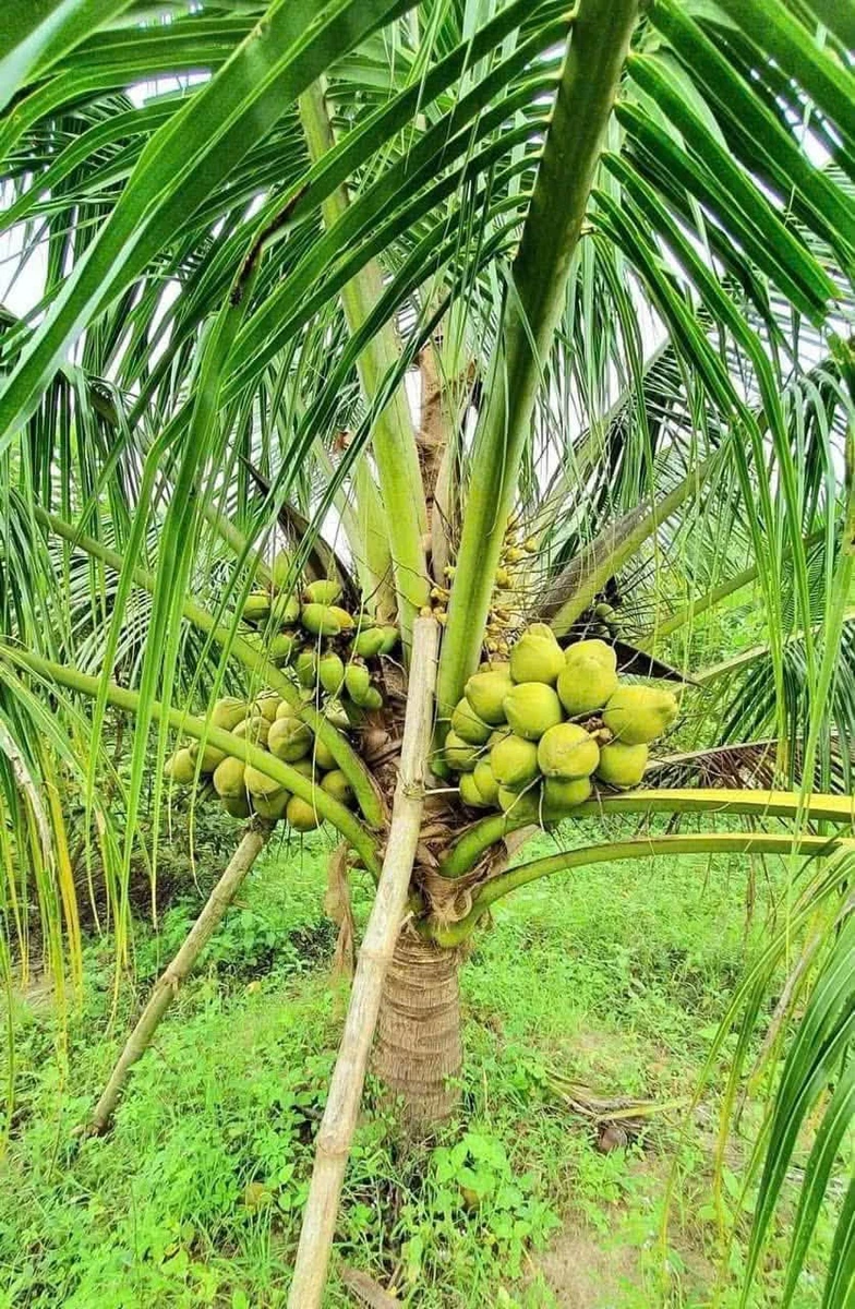 Bán farm 1,6 hecta Ninh Hưng, Ninh Hòa, giá 5,8 tỷ - Ảnh thu nhỏ 4