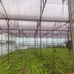 Bán đất 8000m² nhà kính Phường 7, Nhà Bè 8 tỷ - Ảnh thu nhỏ 1