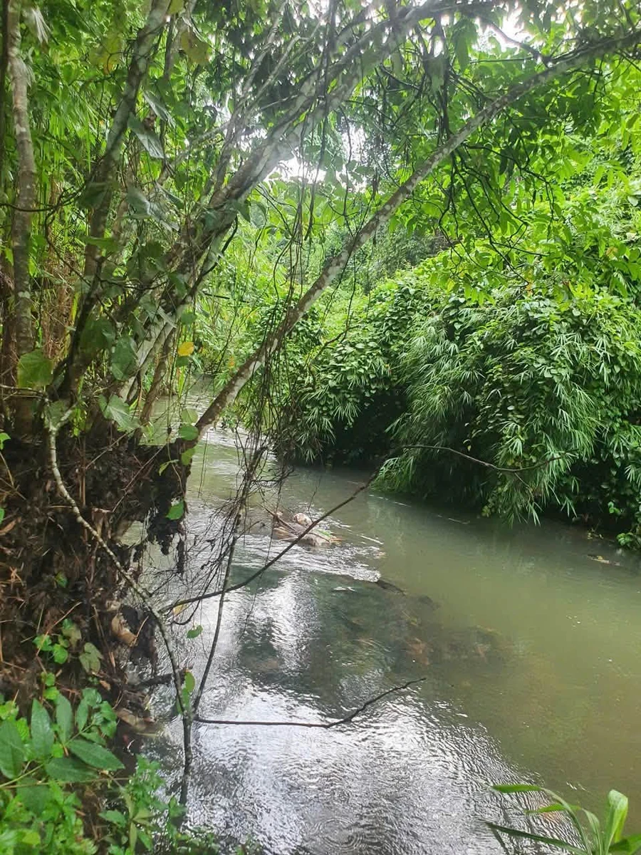 Bán đất 2 sào Củ Chi, mặt tiền, view suối, có cây ăn trái - Ảnh thu nhỏ 3