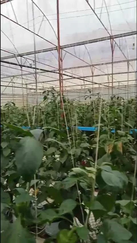 Bán lô đất vườn 9 sào tại Gia Lâm, Lâm Đồng, 400m2 đất ở - Ảnh thu nhỏ 4