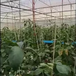 Bán lô đất vườn 9 sào tại Gia Lâm, Lâm Đồng, 400m2 đất ở - Ảnh thu nhỏ 4