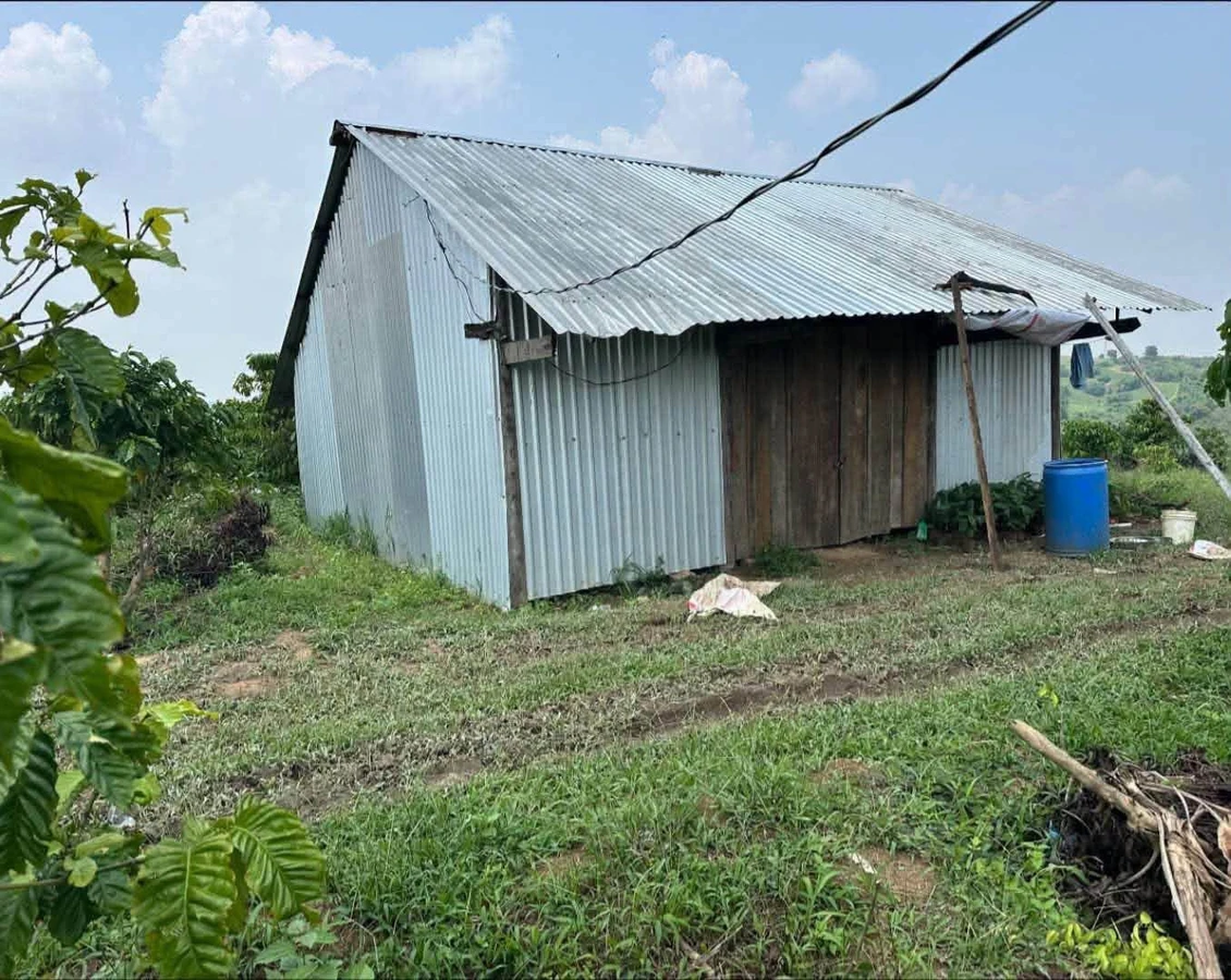 Bán 2,5 hectare đất rẫy cà phê Đắk Mil 1 tỷ 799 triệu - Ảnh thu nhỏ 3