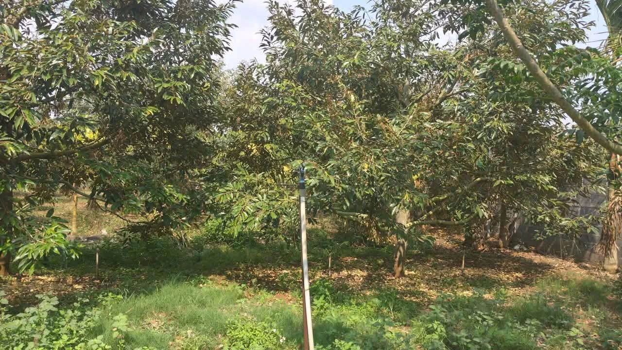 Bán đất sầu riêng 2,01 ha Hoà Thuận, Long An - Ảnh 1