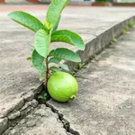 Bán nhà đất 300m² mặt tiền Nguyễn Văn Tạo Nhà Bè 6.6 tỷ - Ảnh thu nhỏ 2