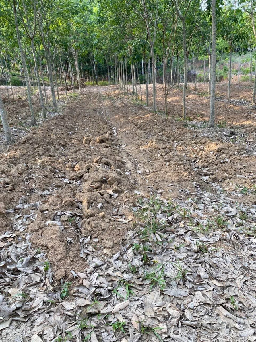 Bán đất cao su 3 ha, 200m mặt tiền, Ấp 6 Tân Thành, Bình Tân - Ảnh thu nhỏ 4