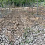 Bán đất cao su 3 ha, 200m mặt tiền, Ấp 6 Tân Thành, Bình Tân - Ảnh thu nhỏ 4