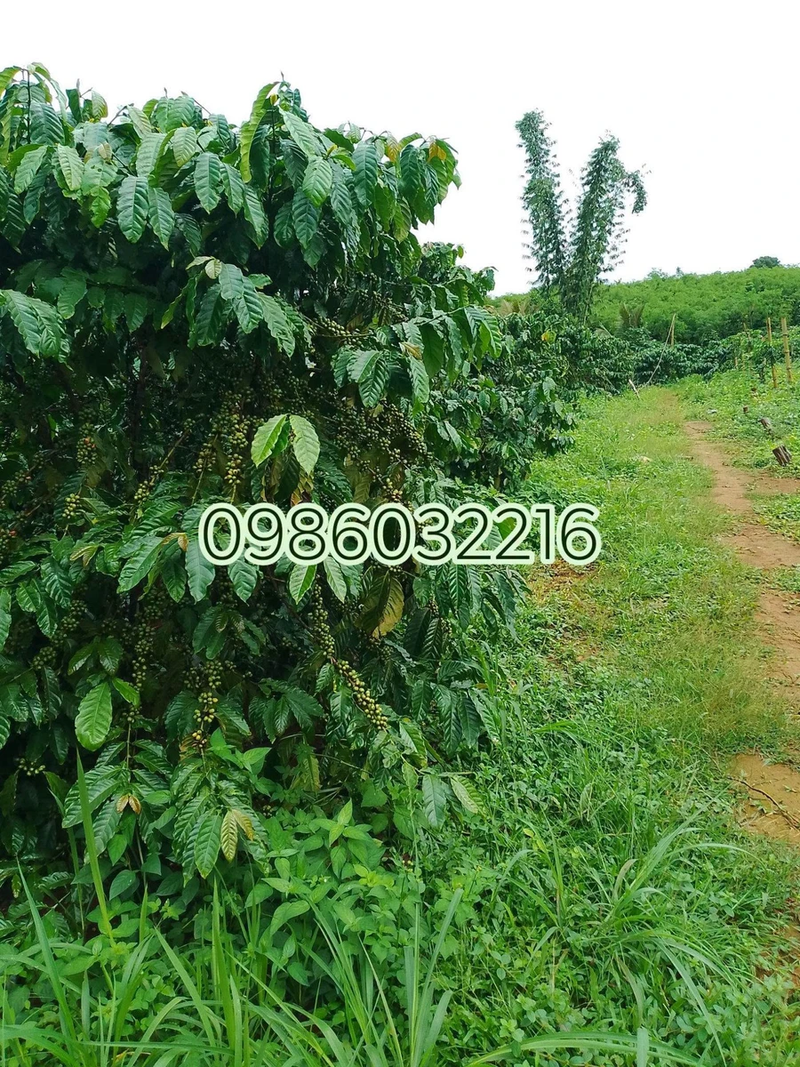 Bán đất 1,58 ha Thôn 7 Đăk Hạ Đắk Nông - Ảnh 1