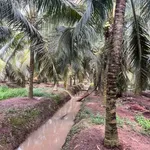 Bán 4,5 công đất vườn dừa xiêm Phú Thuận, Vĩnh Long 2,7 tỷ - Ảnh thu nhỏ 1