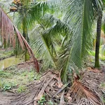 Bán gấp 2000m² đất vườn Chợ Gạo 520 triệu - Ảnh thu nhỏ 3