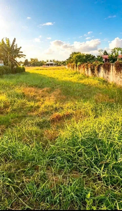 Bán 1800m2 đất lúa mặt tiền Phước Tuy, Cần Đước, Long An
