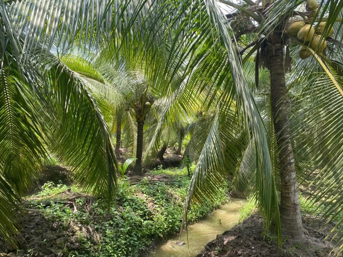 Bán đất vườn 3,4 hectare mặt tiền Vĩnh Long - Ảnh thu nhỏ 3