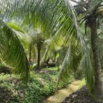 Bán đất vườn 3,4 hectare mặt tiền Vĩnh Long - Ảnh thu nhỏ 3