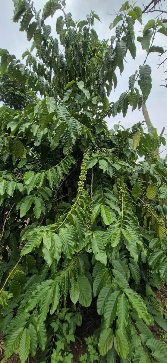 Bán rẫy cà phê 1,3 ha view suối Nam Dong Lâm Đồng - Ảnh thu nhỏ 5