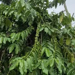Bán rẫy cà phê 1,3 ha view suối Nam Dong Lâm Đồng - Ảnh thu nhỏ 5