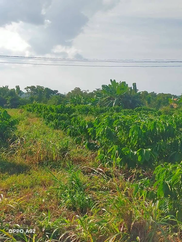 Bán 3,1 ha đất rẫy sau Bệnh viện Buôn Đôn, hạ tầng hoàn thiện