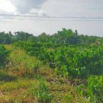 Bán 3,1 ha đất rẫy sau Bệnh viện Buôn Đôn, hạ tầng hoàn thiện - Ảnh thu nhỏ 1