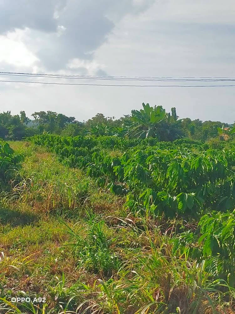 Bán 3,1 ha đất rẫy sau Bệnh viện Buôn Đôn, hạ tầng hoàn thiện - Ảnh 1