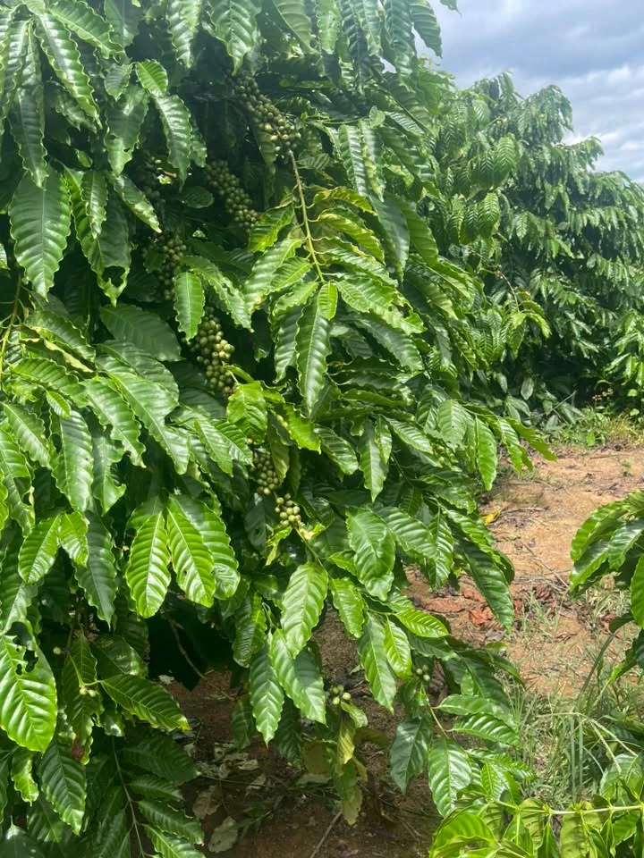 Sang nhượng 2,3 ha đất vườn Quảng Phú, Lâm Đồng 3,2 tỷ - Ảnh thu nhỏ 2