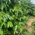 Sang nhượng 2,3 ha đất vườn Quảng Phú, Lâm Đồng 3,2 tỷ - Ảnh thu nhỏ 2