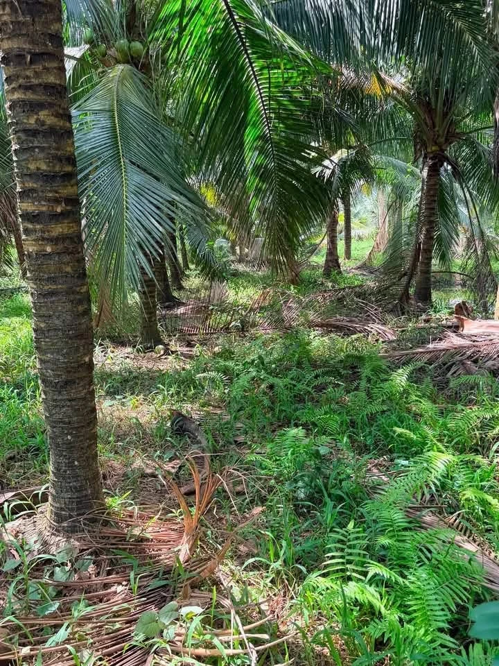 Bán đất vườn dừa 10.000m2 Mỹ Chánh Bến Tre 290 tỷ - Ảnh 1