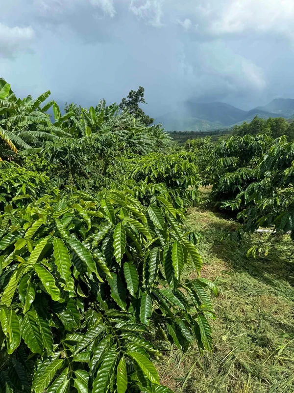 Bán 2ha đất vườn cà phê tại Đăk Jrang, Mang Yang, Gia Lai giá 3 tỷ
