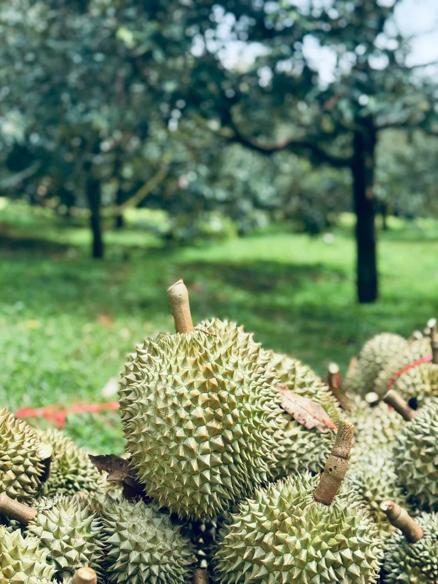 Bán 2ha sầu riêng Trường Bắn Krong Buk 10 tỷ - Ảnh thu nhỏ 2