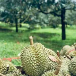 Bán 2ha sầu riêng Trường Bắn Krong Buk 10 tỷ - Ảnh thu nhỏ 2
