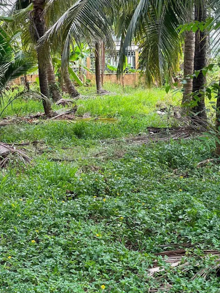 Bán nền 10x68m mặt tiền Lộ Đan, Phước Long, Cà Mau - Ảnh thu nhỏ 2