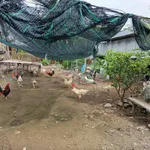 Bán đất nền hẻm Trần Phú, Rạch Giá, An Giang, 233.6m2, 1,6 tỷ - Ảnh thu nhỏ 2