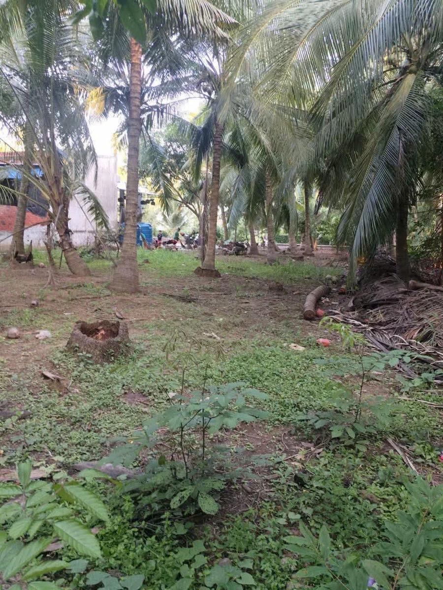Bán đất 750m² Tân Thành Bình, Mỏ Cày Bắc, Bến Tre - Ảnh thu nhỏ 3