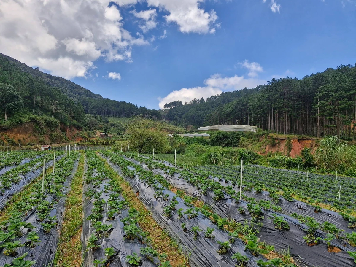 Bán đất vườn An Sơn Đà Lạt 13.000m² giá 11,3 tỷ - Ảnh thu nhỏ 5