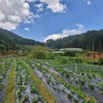Bán đất vườn An Sơn Đà Lạt 13.000m² giá 11,3 tỷ - Ảnh thu nhỏ 5