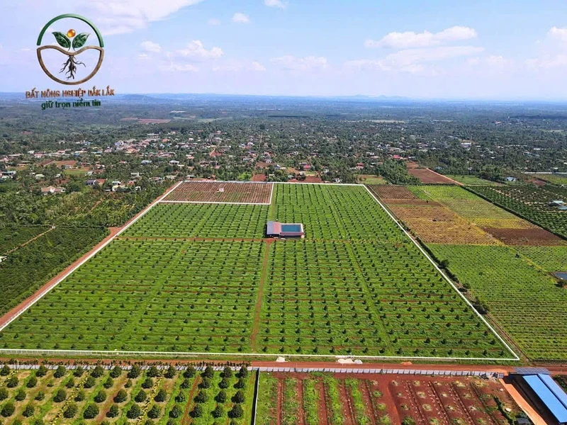 Bán 6,8 hecta đất sầu thu tại Eatar Cưmgar, Đắk Lắk
