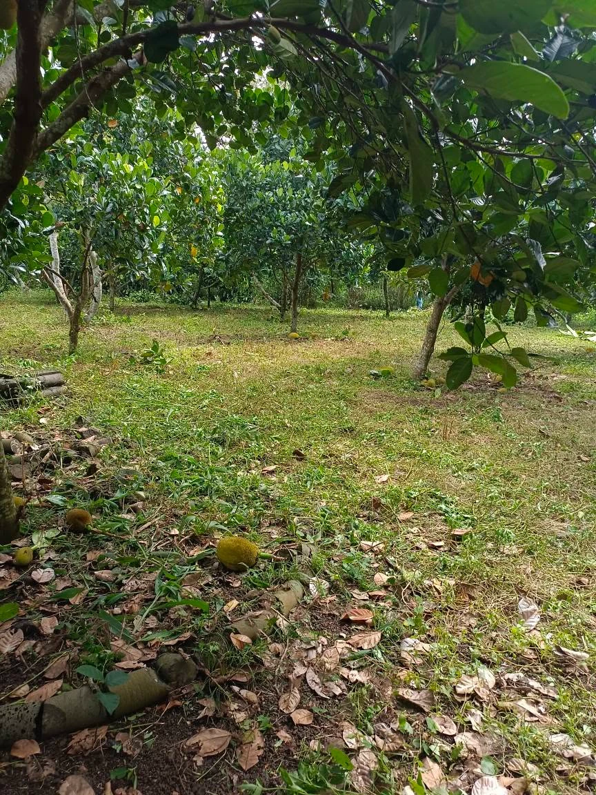 Bán đất 28m² mặt tiền vườn trái cây Bảo Vinh 1 tỷ - Ảnh thu nhỏ 5