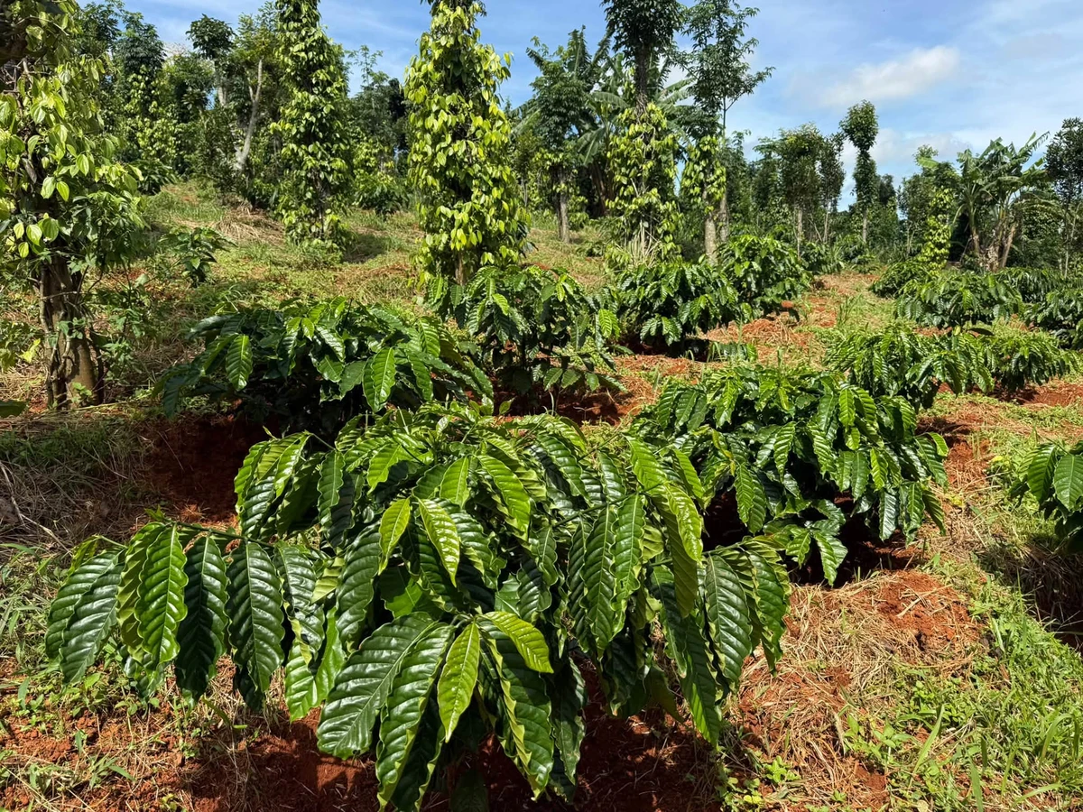 Bán đất 1.2ha mặt đường Đức An, Bình Dương - Ảnh thu nhỏ 2