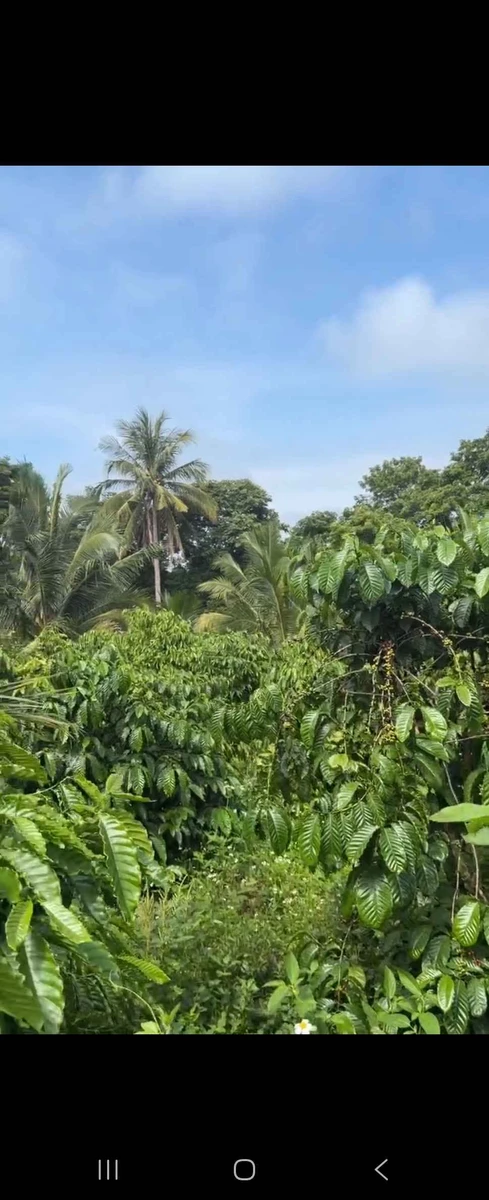 Bán lô nhà vườn 884m² view ao suối Phường Eakao, giá 2,1 tỷ - Ảnh thu nhỏ 3