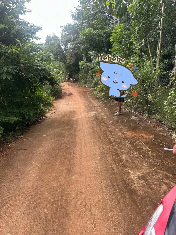 Bán đất cao su 5 sào ở Lộc Điền, Bình Phước