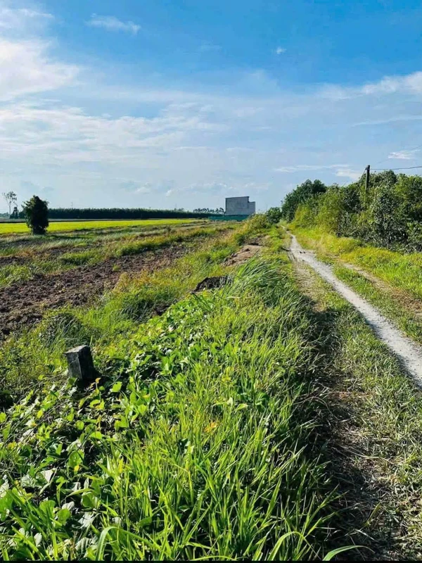 Bán đất lúa 1200m² Thủy Đông Thạnh Hóa Long An 429 triệu