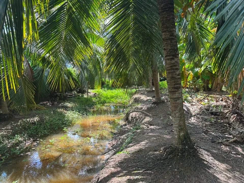 Bán nền mặt tiền Nguyễn Văn Khước Bến Tre 300m² sổ sẵn 1,5 tỷ - Ảnh thu nhỏ 4