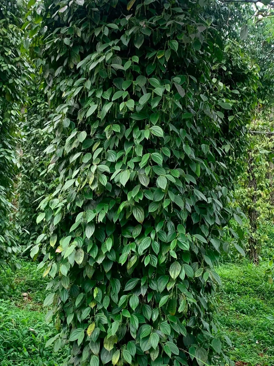 Bán 2.95 ha rẫy, sổ sách đầy đủ tại Bình Dương - Ảnh thu nhỏ 3