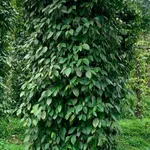 Bán 2.95 ha rẫy, sổ sách đầy đủ tại Bình Dương - Ảnh thu nhỏ 3