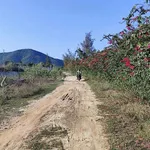 Bán hai lô đất biển Dốc Lết Ninh Hải, 144m2/lô, 28 triệu/m2 - Ảnh thu nhỏ 3