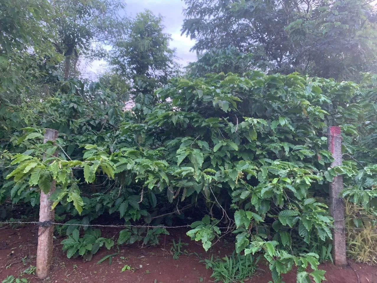 Bán đất 2 mặt tiền Buôn Hồ 1.82 sào giá 1 tỷ 850 triệu - Ảnh 1