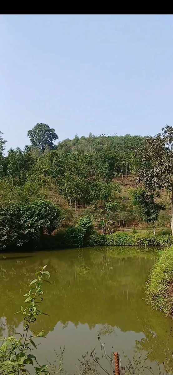 Bán trang trại 1,4 ha Phường Văn Phú, Hóc Môn - Ảnh thu nhỏ 3